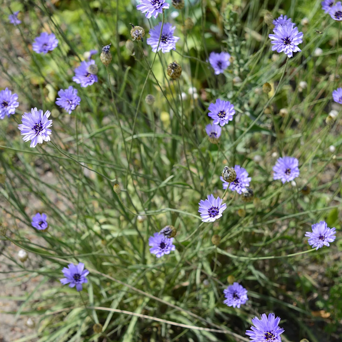 Catananche bleue – Cupidone