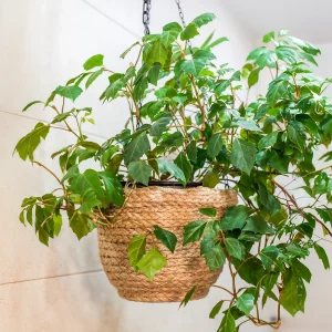 Cissus Ellen Danica